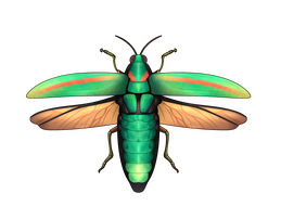 Jewel Beetle